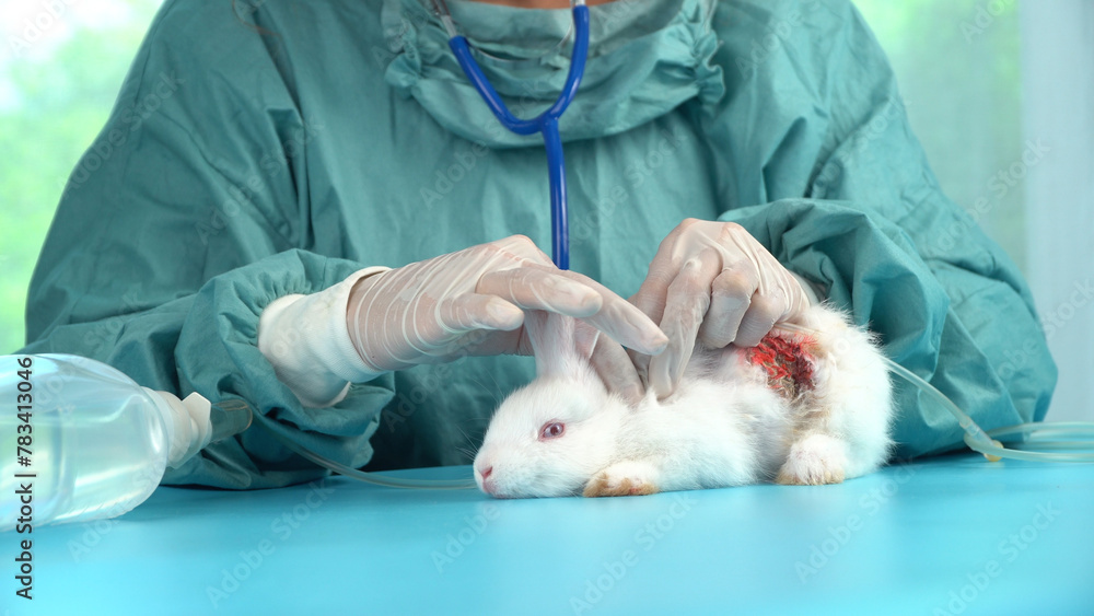 Veterinarian wear gloves carry saline bottle care sick rabbit wound