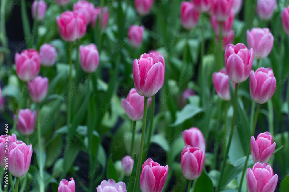 Blossom pink tulips flower growth sunlight morning on nature summer background. Botanic freshness pink tulips flowers with green leaf symbol romantic love at garden outdoor in springtime season.