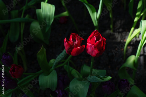 Beautiful blossom freshly red field tulips with sunlight on summer nature background. Closeup fresh romance bright red tulips green leaf plant grow flower in garden springtime. Floral tulip background