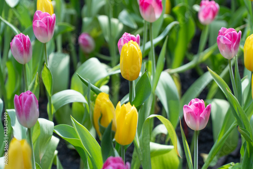 Beautiful yellow tulip flower with green leaves sunny springtime nature garden background. Variety colorful blossom bright fresh tulips plant green leaf growth blooming relax floral festival in park.