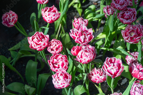 Beautiful blossom freshly red field tulips with sunlight on summer nature background. Closeup fresh romance bright red tulips green leaf plant grow flower in garden springtime. Floral tulip background