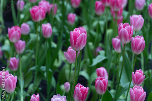 Blossom pink tulips flower growth sunlight morning on nature summer background. Botanic freshness pink tulips flowers with green leaf symbol romantic love at garden outdoor in springtime season.