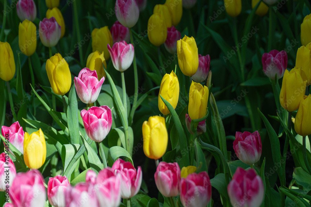 Obraz premium Beautiful yellow tulip flower with green leaves sunny springtime nature garden background. Variety colorful blossom bright fresh tulips plant green leaf growth blooming relax floral festival in park.