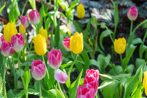 Fototapeta Naklejka Na Ścianę i Meble -  Beautiful yellow tulip flower with green leaves sunny springtime nature garden background. Variety colorful blossom bright fresh tulips plant green leaf growth blooming relax floral festival in park.