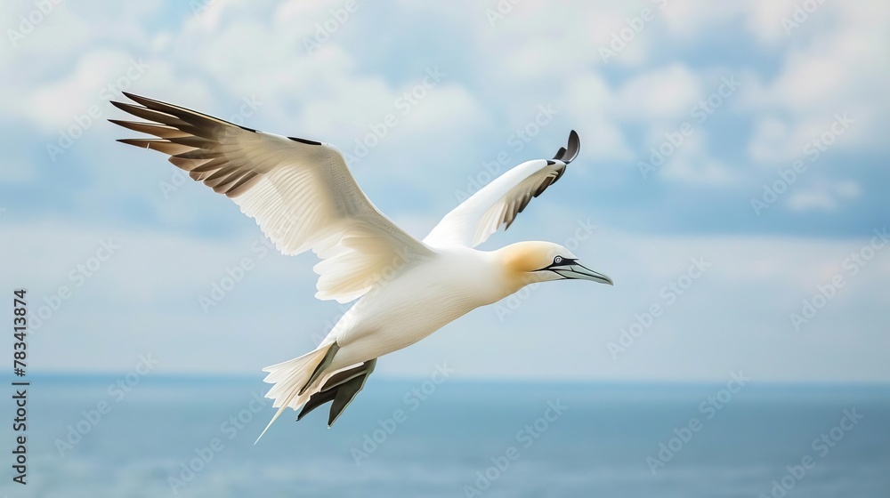 Fototapeta premium northern gannet morus bassanus soaring over helgoland island germany majestic seabird in flight abstract photo