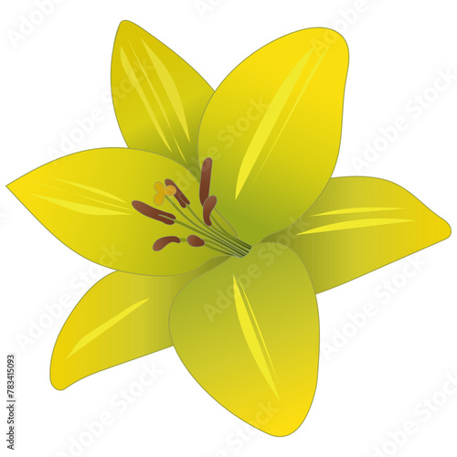 Yellow lily. Color vector illustration. Flower bud on isolated background. Summer plant. Flat style