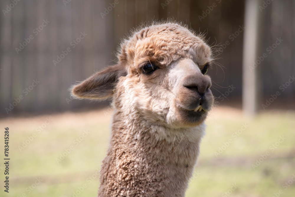 Fototapeta premium alpaca are slender bodied animals with long legs and neck and small heads and large pointed ears. They are covered in soft fleece