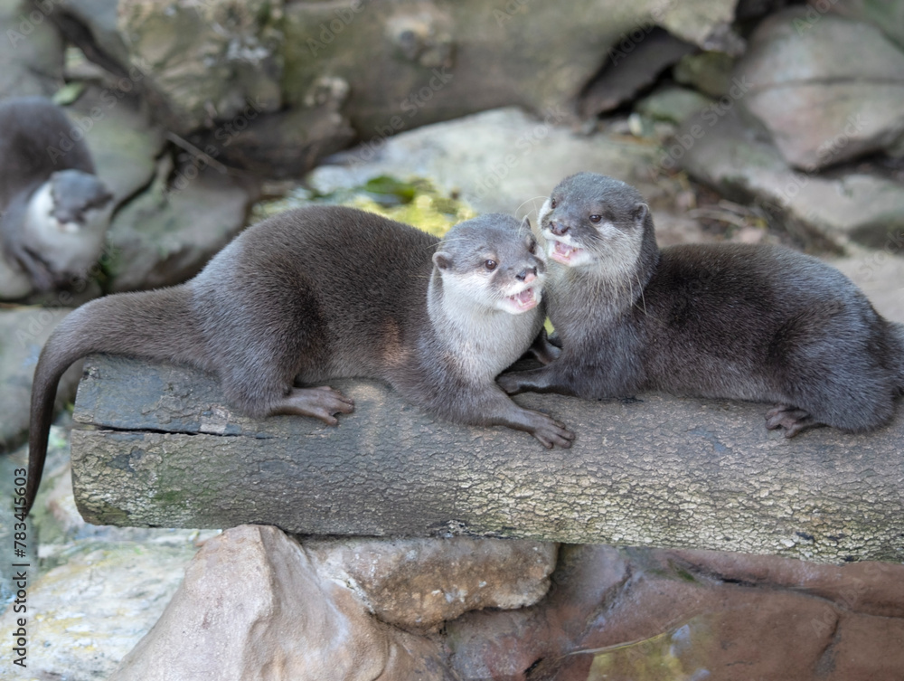 Asian small clawed otters are small, with short ears and noses, elongated bodies, long tails, and soft, dense fur. Asian small clawed otters are small, with short ears and noses, elongated bodies, long tails, and soft, dense fur.