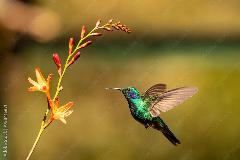 Fototapeta premium Beautiful Green Violet-ear in flight feeding on flowers. 
