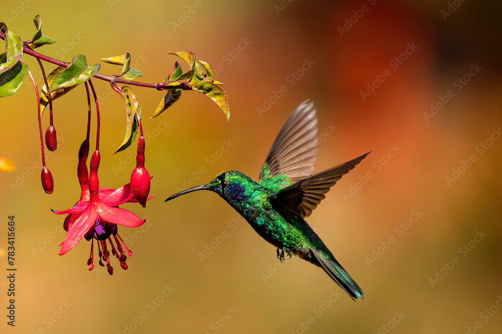Fototapeta premium Beautiful Green Violet-ear in flight feeding on flowers. 