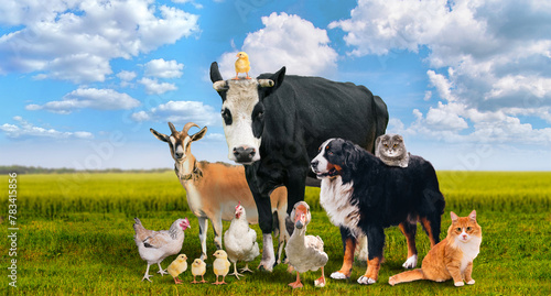 Fototapeta Naklejka Na Ścianę i Meble -  Collage of domestic animal group together