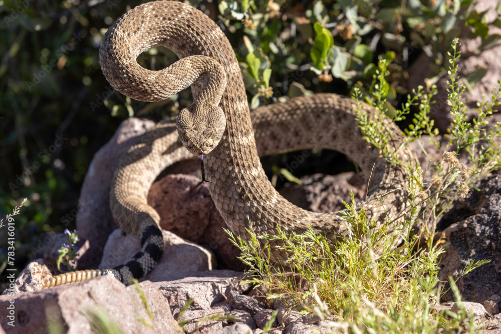 Obraz premium Rattlesnake in Strike Position
