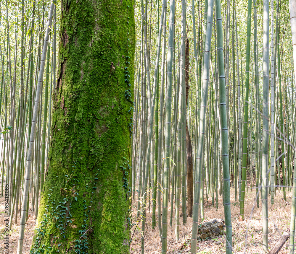 Bamboo forest in Arashiyama, near Kyoto, Japan Bamboo forest in Arashiyama, near Kyoto, Japan