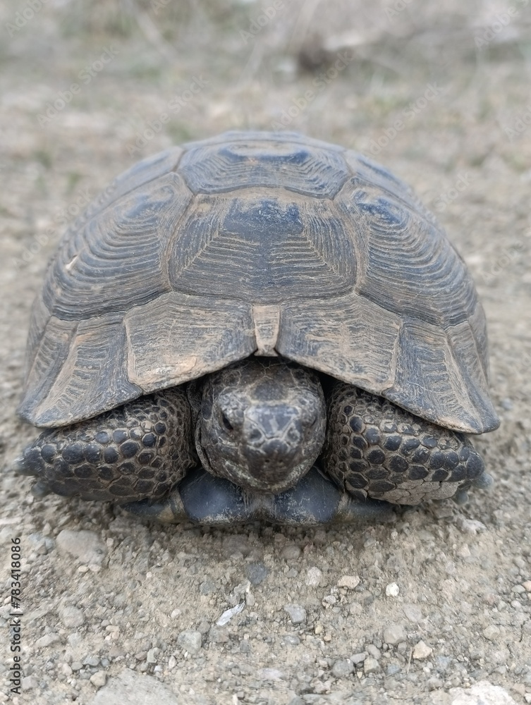 a turtle that is laying down on a sidewalk a turtle that is laying down on a sidewalk