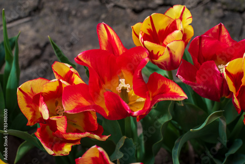 Orange  Yellow and Red Tulips Close-Up