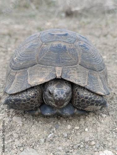 a turtle that is laying down on a sidewalk