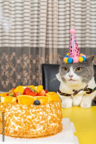 cute british shorthair cat celebrating her birthday vertical composition © Freer