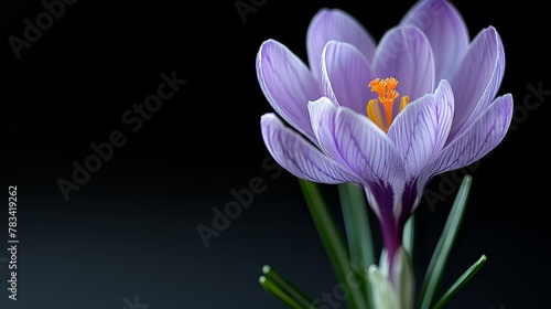  A tight shot of a purple bloom against a backdrop of emerald green stems, set against an unyielding black background
