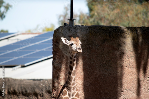 The giraffe is the tallest of all mammals. The legs and neck are extremely long. The giraffe has a short body, a tufted tail, a short mane, and short skin-covered horns. photo