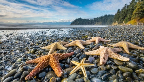 sea stars pisaster ochraceus clustered at low tide on a washington state beach photo