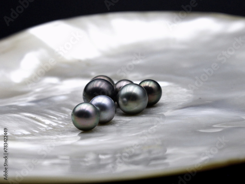 Expensive and luxurious Tahiti black pearls in a white shell on black background, ready to be made into earrings, pendants or necklaces and sold in jewelry store.