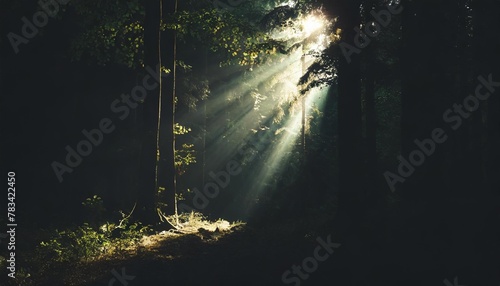 morning sunbeam with fog in a german forest