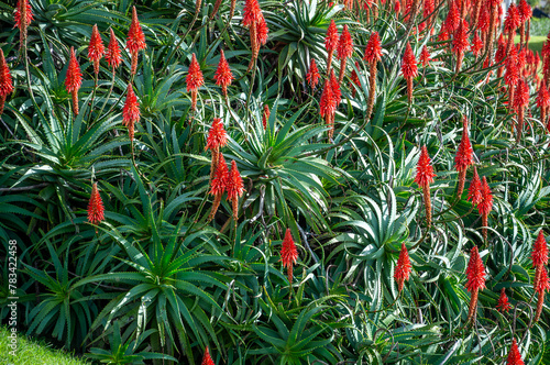 Aloe Arborescens plants on Mar del Plata's coast