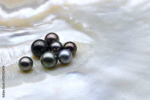 Expensive and luxurious Tahiti black pearls in a white shell on black background, ready to be made into earrings, pendants or necklaces and sold in jewelry store.