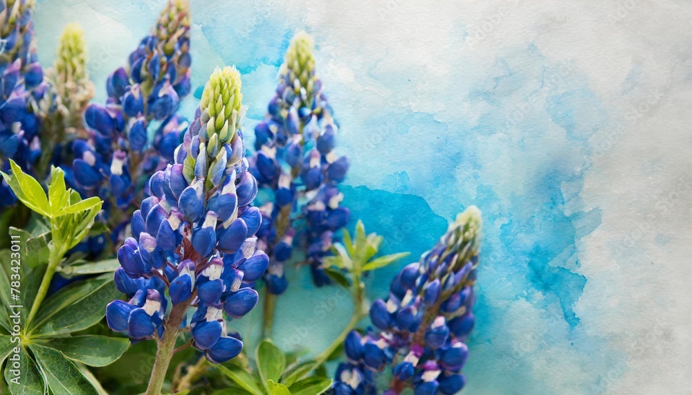 blue ombre wash watercolor background texture with bluebonnets - obrazy, fototapety, plakaty 