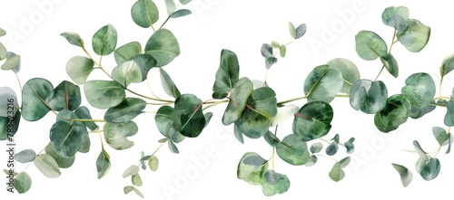 a pattern of Eucalyptus Branches on White Background