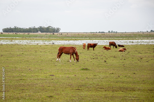 landscape of a field in the Argentine pampas with horses and cows in spring © phjacky65