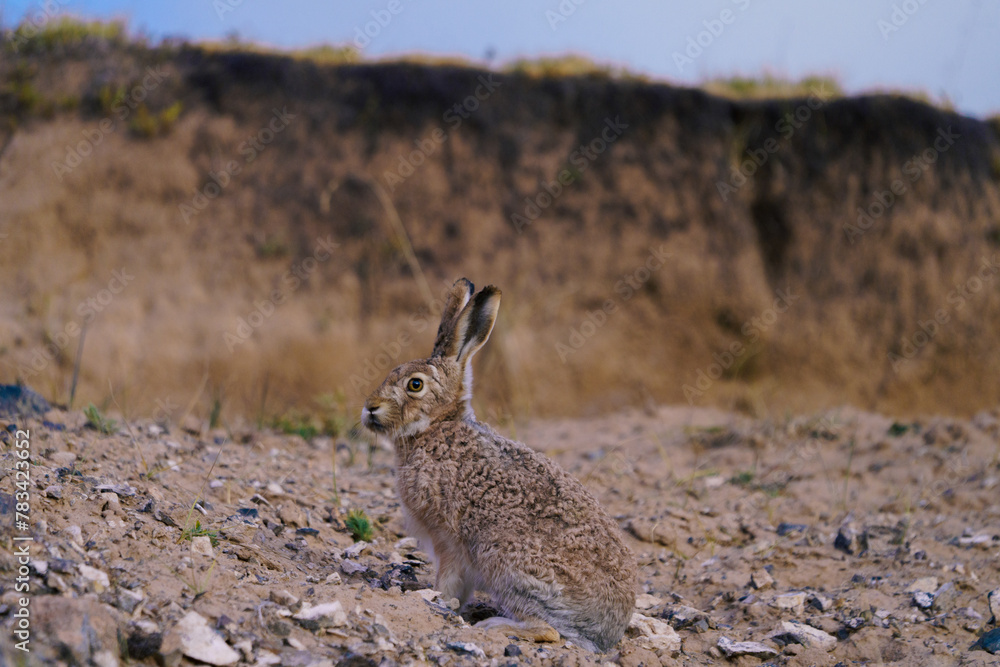 Fototapeta premium Wild Hare in the Wilderness