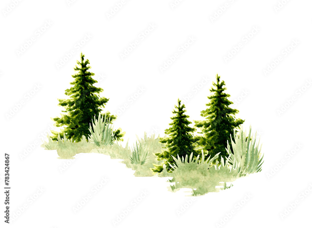 Obraz premium Watercolor illustration of a natural landscape element. Forest wildlife scene with green grass, coniferous trees, spruce, fir, pine. For composing compositions on the theme of forest, tourism, travel.