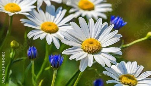 llustration of beautiful daisies found on gardens in fields with shades of white yellow and blue present exuberant beauty in this digital painting