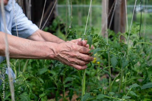 Hands gently supporting a tomato plant in a greenhouse, epitomizing care in gardening.