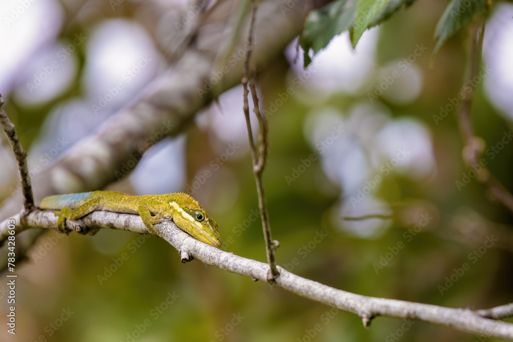 Close-up photography of a rare flat Andes anole hunting on an alder twig, captured in a forest in the central Andean mountains of Colombia. Close-up photography of a rare flat Andes anole hunting on an alder twig, captured in a forest in the central Andean mountains of Colombia.
