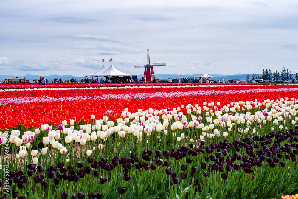 Tulip Fields