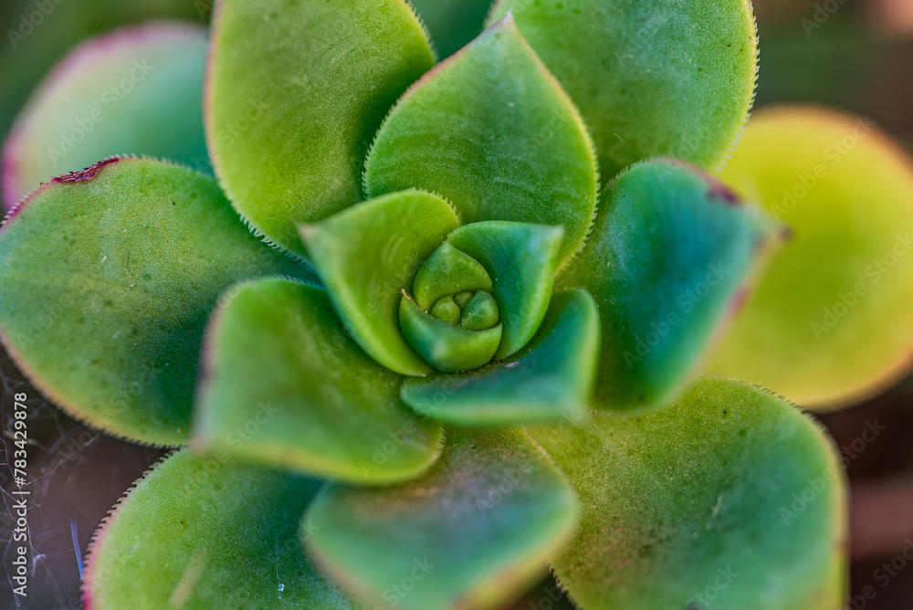 Macro photograph of an Aeonium haworthii Webb & Berth. Ornamental plant with fleshy leaves from the Crassulaceae family.