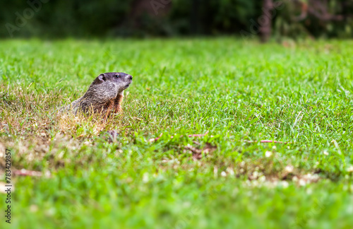 Groundhog watches the environment outside his burrow, in New Jersey. The groundhog (Marmota monax) is a rodent belonging to the group of large ground squirrels known as marmots