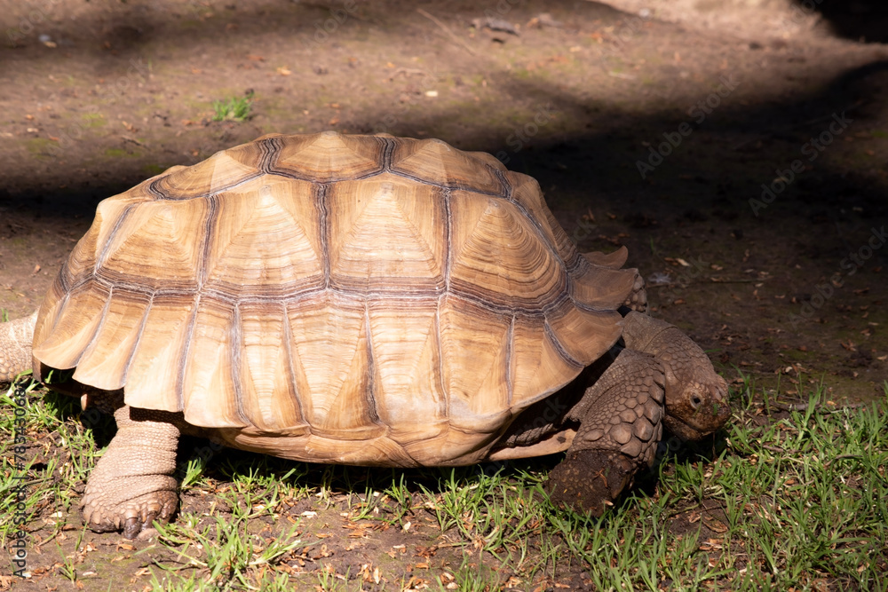 Aldabras Tortoises are one of the world's largest land tortoises Aldabras Tortoises are one of the world's largest land tortoises