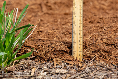 Measuring the depth of wood mulch in flowerbed. Lawncare, gardening and backyard landscaping concept.