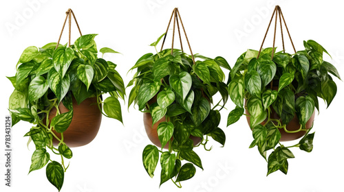 Hanging planter baskets enriching indoor space with greenery. Isolated On Transparent Background OR PNG Background OR White Background.