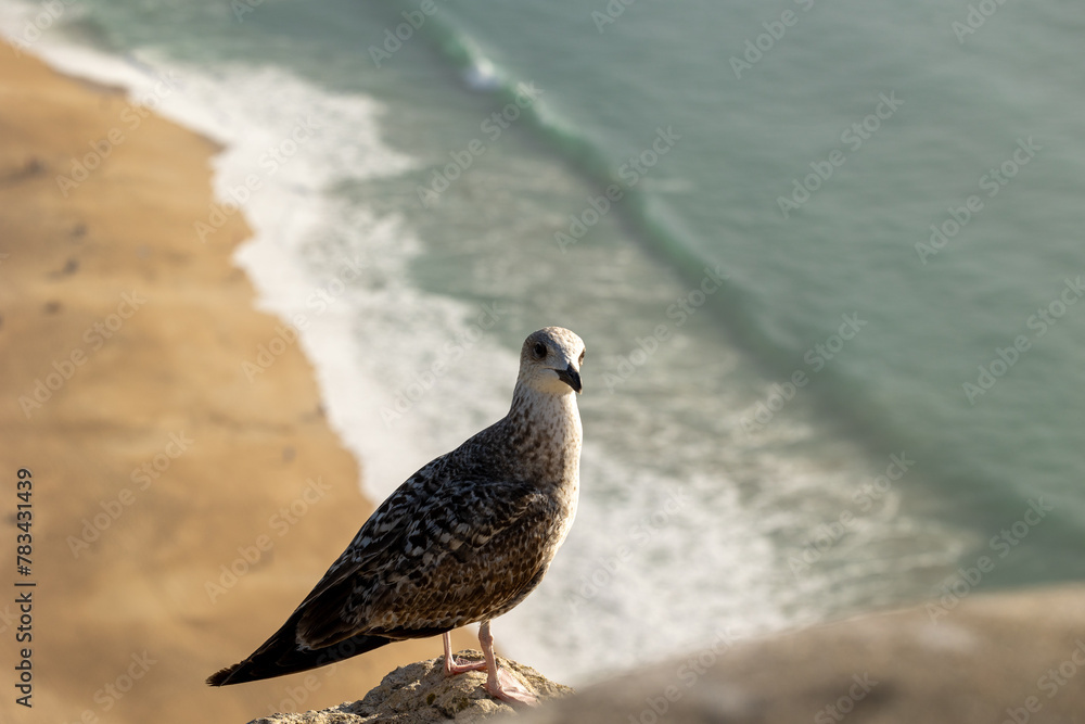 Obraz premium Young Seagull stand on a Rock, in the back we see a beautiful beach
