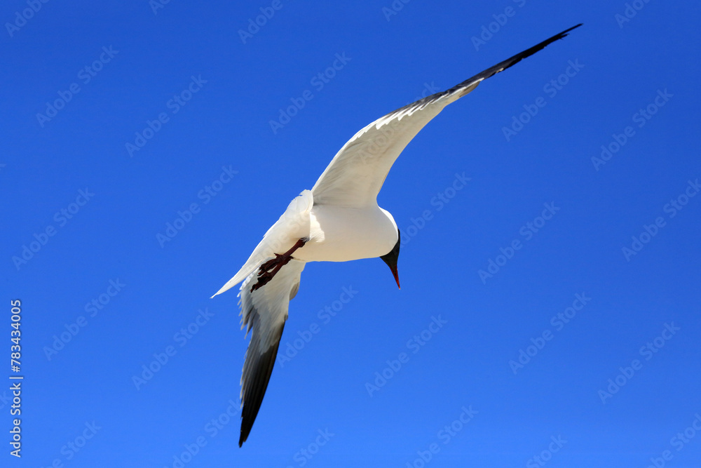Fototapeta premium Möwe im Flug am blauen Himmel