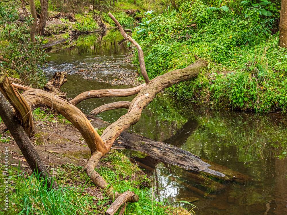 Dead Tree Over Creek Dead Tree Over Creek
