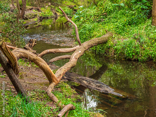 Dead Tree Over Creek