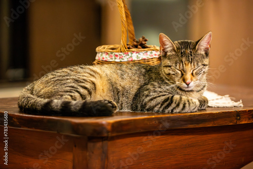 Cat sleeping on a kitchen table  © phjacky65