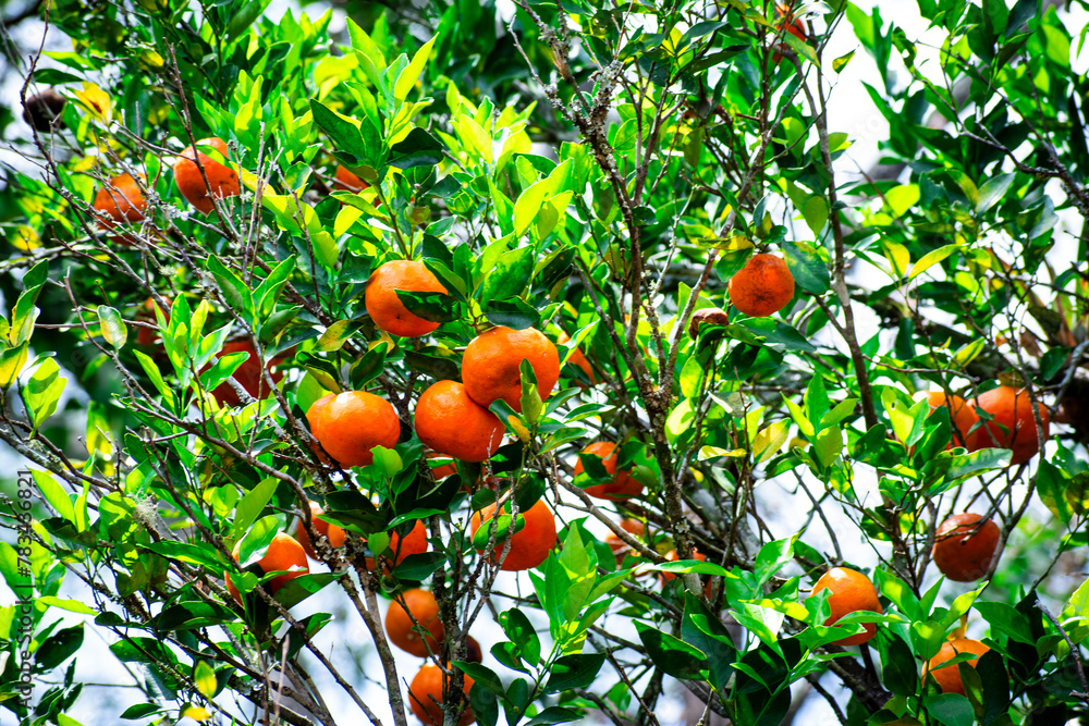 Orange fresh tangerines in tangerine tree as background Orange fresh tangerines in tangerine tree as background