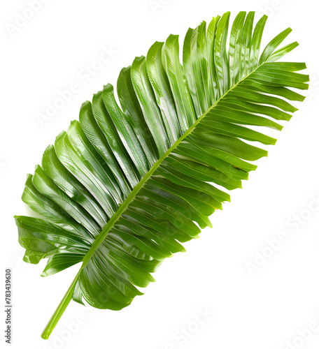Lush green palm frond against pure white backdrop. Tropical plant leaf isolated clipart cut out