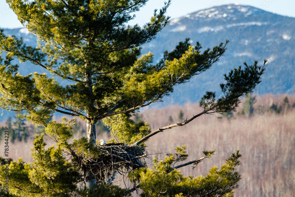 Nesting bald eagle in pine tree in front of mountain. Nesting bald eagle in pine tree in front of mountain.